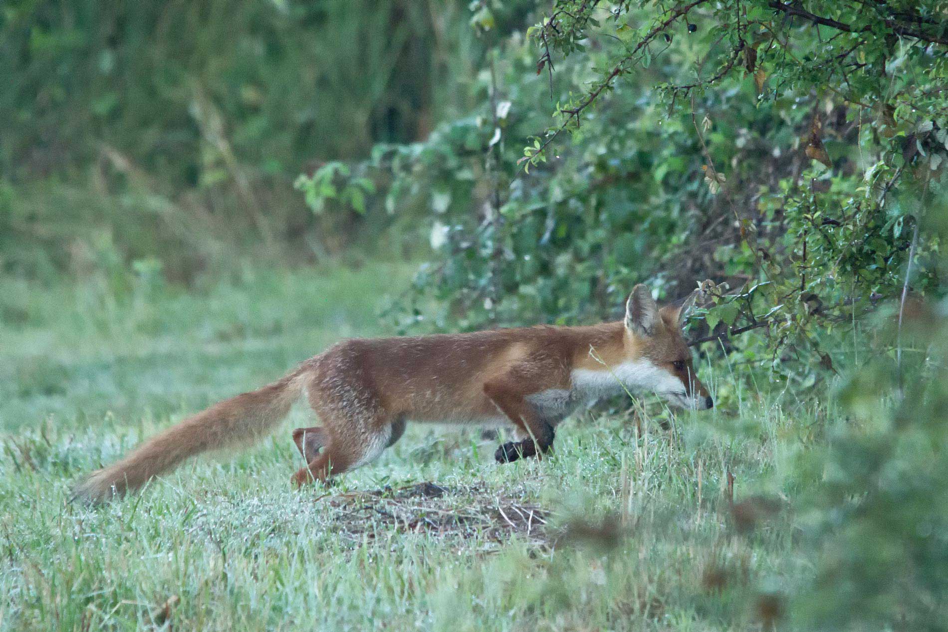 Giovane Volpacchiotto.